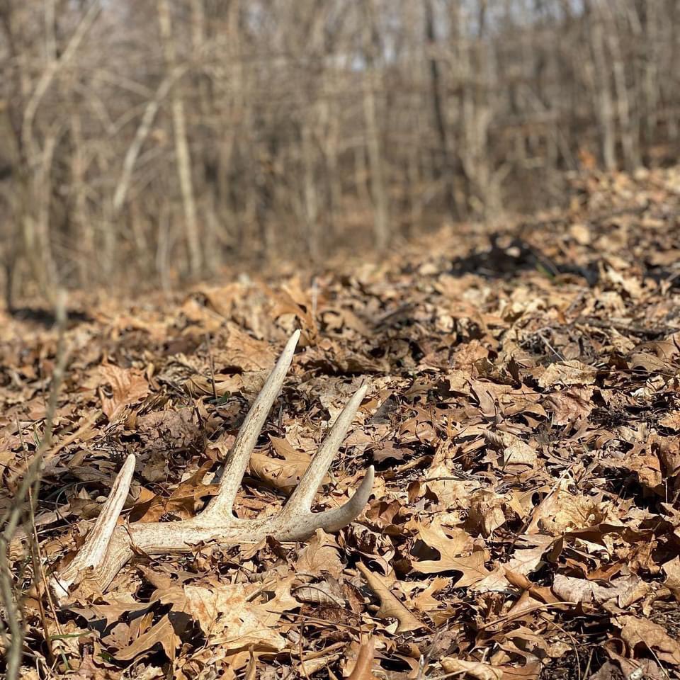 Another great day in the woods. 11 sheds and one dead head. Two different sets. #shedhunting #shedseason #midwestwhitetails #illinois #guidelife #sportsmanchannel #outdoorchannel