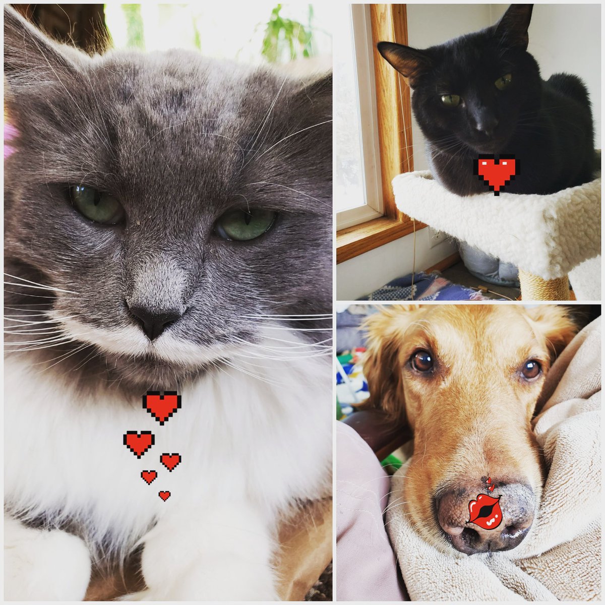 getheller1006's tweet photo. @JBirch67 @EthanBearman #Misstache #BertBert and #BaileyJean agree https://t.co/S2qXNGDzLm