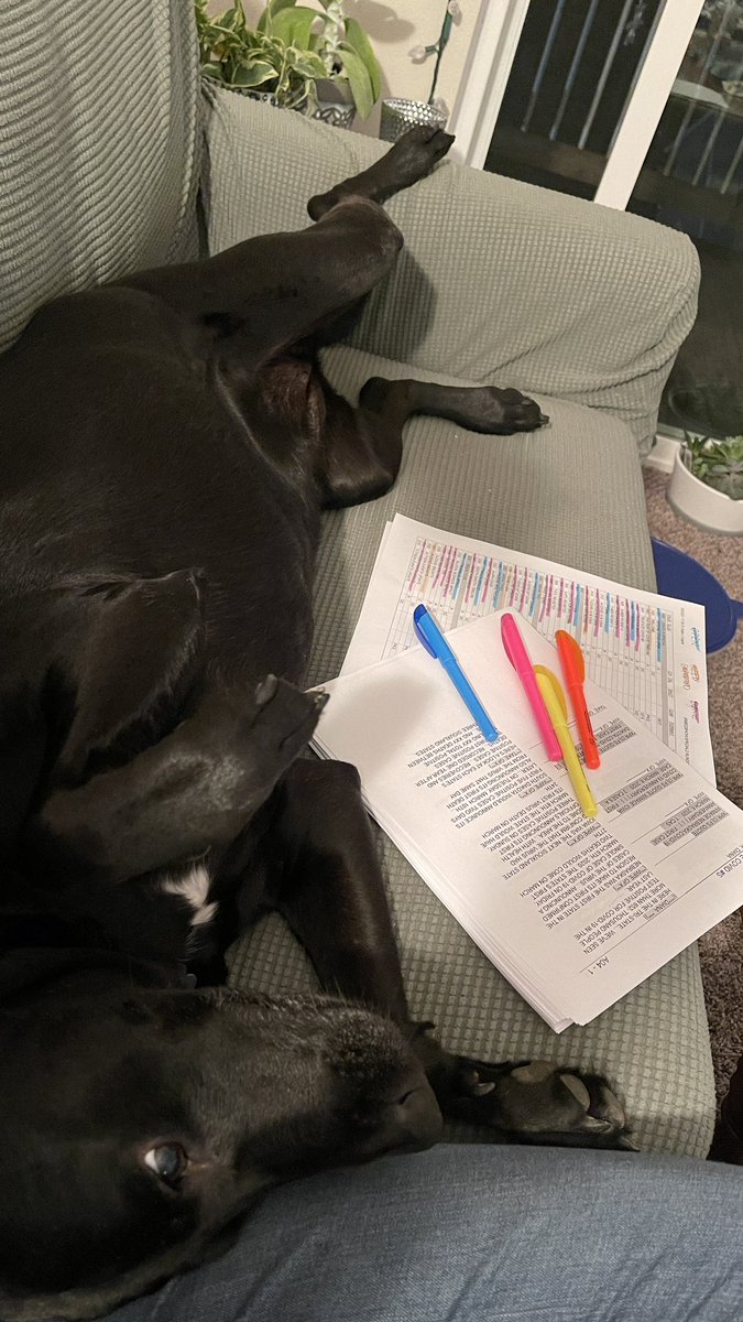 MollyDaPup's tweet photo. Editing scripts is hard... I need a belly rub break! 

#NewsPup #SiouxlandNews #NeedABreak #BellyRubTime https://t.co/TmRdnR3Bk0