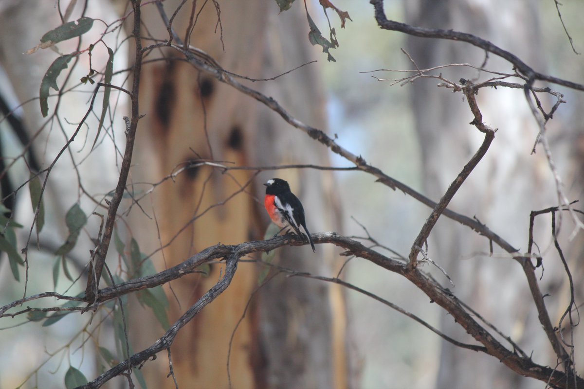 Introducing our BRAND NEW DAY TOURS 🦜 Each tour has a different nature focus, so you can choose the trip that suits your interests! Coming up on Tuesday 16 March 2021 is the Wildlife of Dryandra. For more information please see the link in our bio.

#wildlife #daytour #dryandra