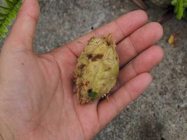 沖縄県地域環境センター A Twitter コウモリの痕みっけ 沖縄こどもの国の園内を歩いていると 発見 モモタマナの木の実をオオコウモリが食べた痕 食痕です 近くにオオコウモリが食べたことがわかる ペリット もありました 沖縄島沖縄市 沖縄こどもの国