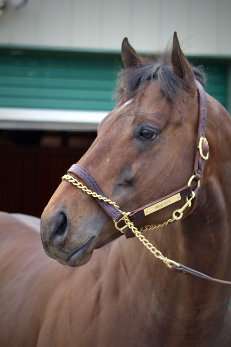 cathy_riccio's tweet photo. M G Warrior, winner of over $290,000 @CharterHillFarm starting his second career #ARBred @OaklawnRacing @ArkansasOnline https://t.co/BKhsMTlwsi