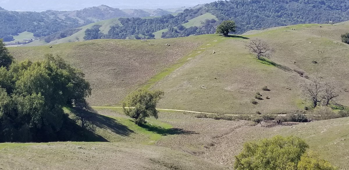 calfireSCU's tweet photo. Cal Fire #SCUResourceMgmt Team reviewed some fire suppression work performed last fall after the #sculightningcomplex. Contingency dozer lines and road repair are holding up nicely at #CanadadelosOsosEcologicalReserve. Also discussed a potential prescribed burn. #SantaClaraUnit https://t.co/yqulRYFtzJ