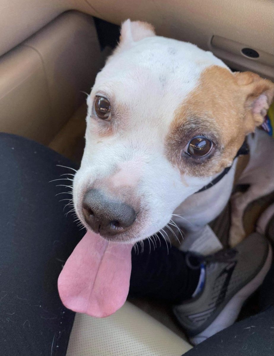 RESCUED .. PAWS TN!

T H A N K     Y O U     PAWS TN !!! If you made a commitment, your commitment allows a continued effort to rescue Mya et al.. so, so many remain in need .. your faithfulness to your commitment allows "us" to go on .. Thank you, no, it is "thank God for you!"