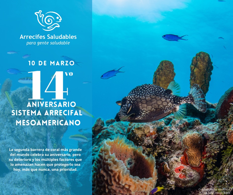 El #DíaDelArrecifeMesoamericano se celebra hoy, siendo la columna vertebral de la ecorregión Mesoamericana, y del cual depende la salud ecológica, humana y económica de la región.