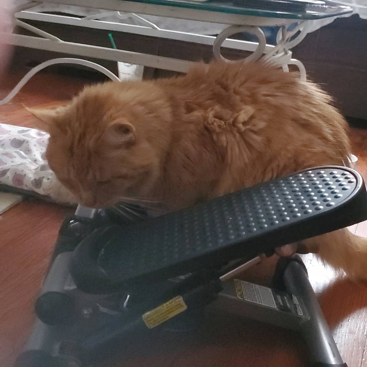 redhead6581's tweet photo. CheezIt works out on this more than I do....
#cats #CatsOfTwitter #workoutcat https://t.co/dQgAMK6xLs