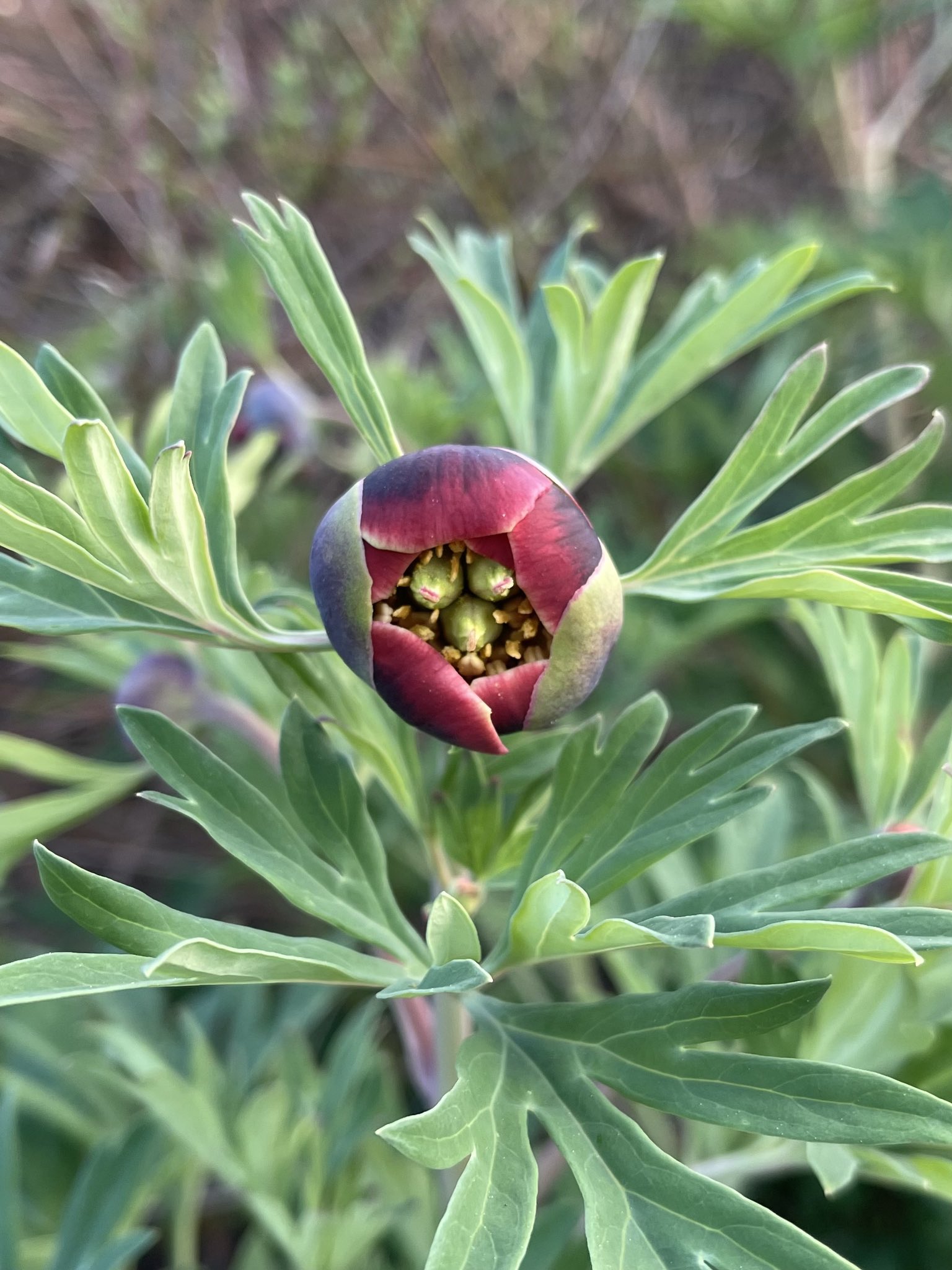 方舟子on Twitter 今日所见野花 加州牡丹 California Peony 锈爆米花 Rusty Popcorn Flower 小花蝇子草 Small Flowered Catchfly 琴颈花 Common Fiddleneck T Co Yftjv7serr Twitter