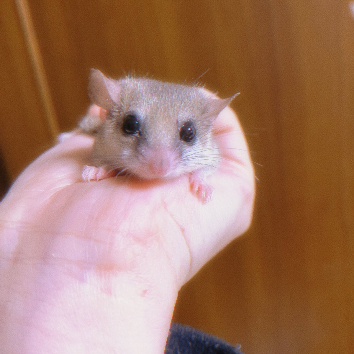 000Ngk's tweet photo. かわいいやろ我が家のヤマネ https://t.co/KWFCjMd8Eo