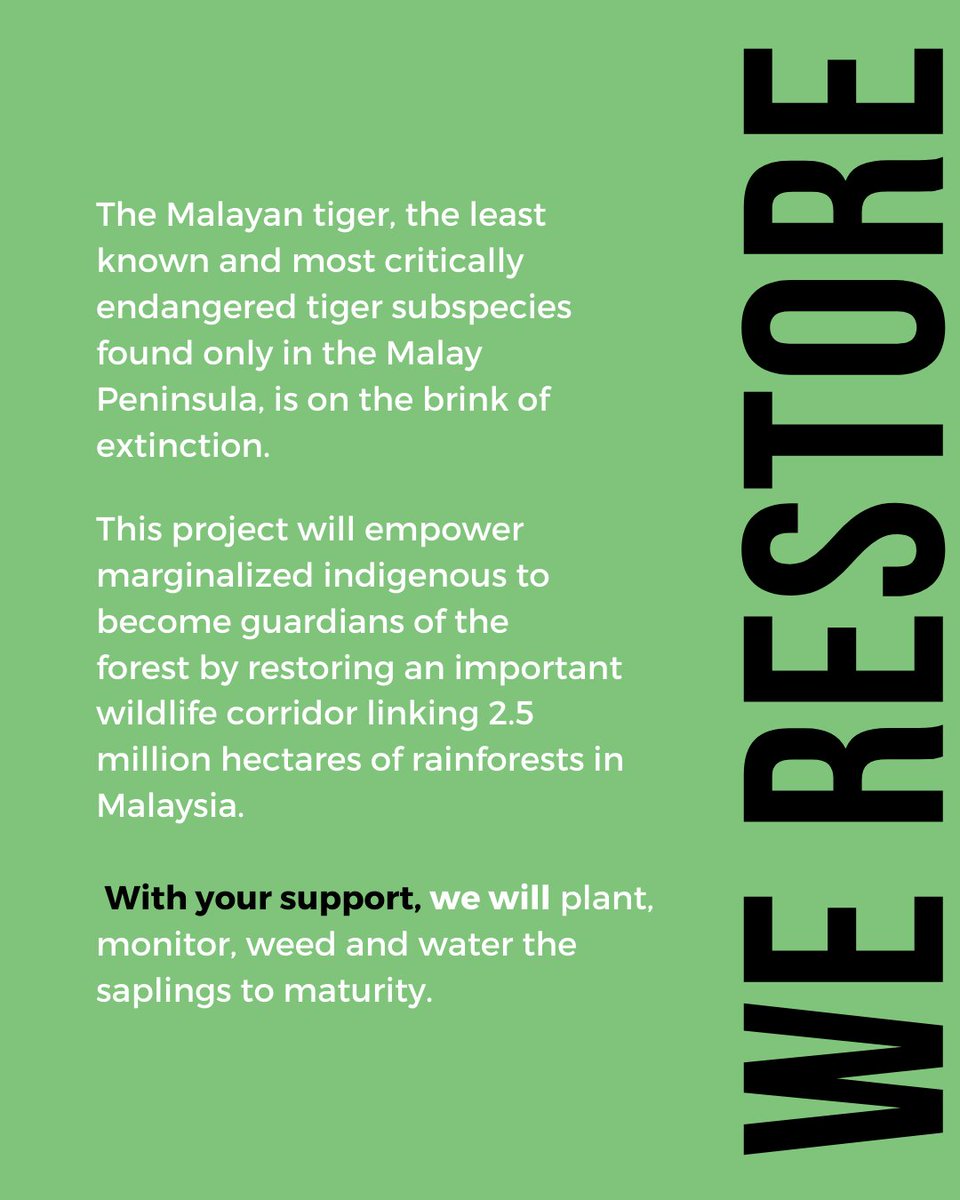MYCAT_200's tweet photo. #SavingTigersTogether
#SaveOurMalayanTiger
#SelamatkanHarimauMalaya
#tigerconservation
#environmentalconservation
#conservation
#endangeredspecies
#donateforagoodcause
#conservationoptimism https://t.co/F3LORCv6kF