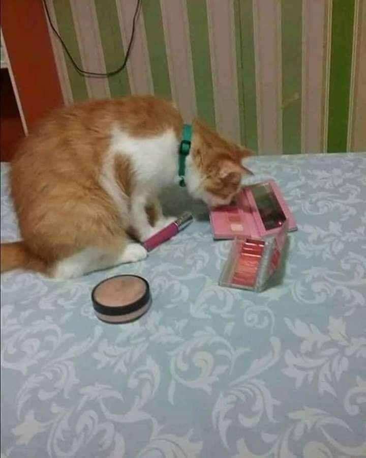 iNerd__'s tweet photo. Patut la senyap je. Rupanya kau main make up eh oyen! https://t.co/mjVXL2Vz9G