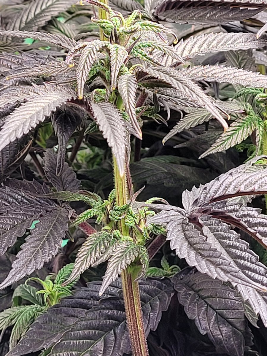 Stalkerx15's tweet photo. After 8 weeks of flower 😕🥺 #weedstagram #CannabisCommunity #StonerFam  atleast the colors are cool https://t.co/xoedcvIoZp