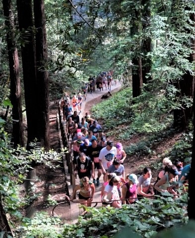 The Dipsea Race tweet media