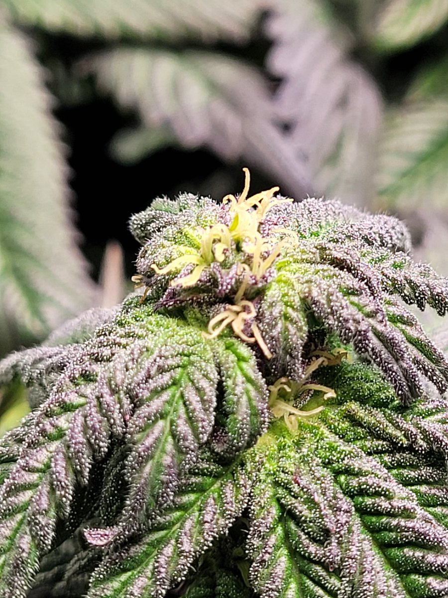 Stalkerx15's tweet photo. After 8 weeks of flower 😕🥺 #weedstagram #CannabisCommunity #StonerFam  atleast the colors are cool https://t.co/xoedcvIoZp