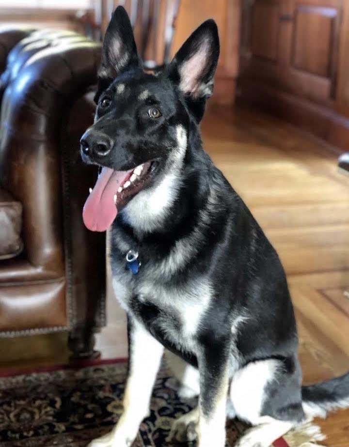 TheOvalPawffice's tweet image. 🐾 Woof! Once the floof settles, I’ll go on Oprah’s show to woof my side of the story. On a serious note though, isn’t it pawsome that the only negative news coming out of my dad’s WH has to do with the extremely minor teefies incident? PS: We’ll be back at the WH soon. - Major