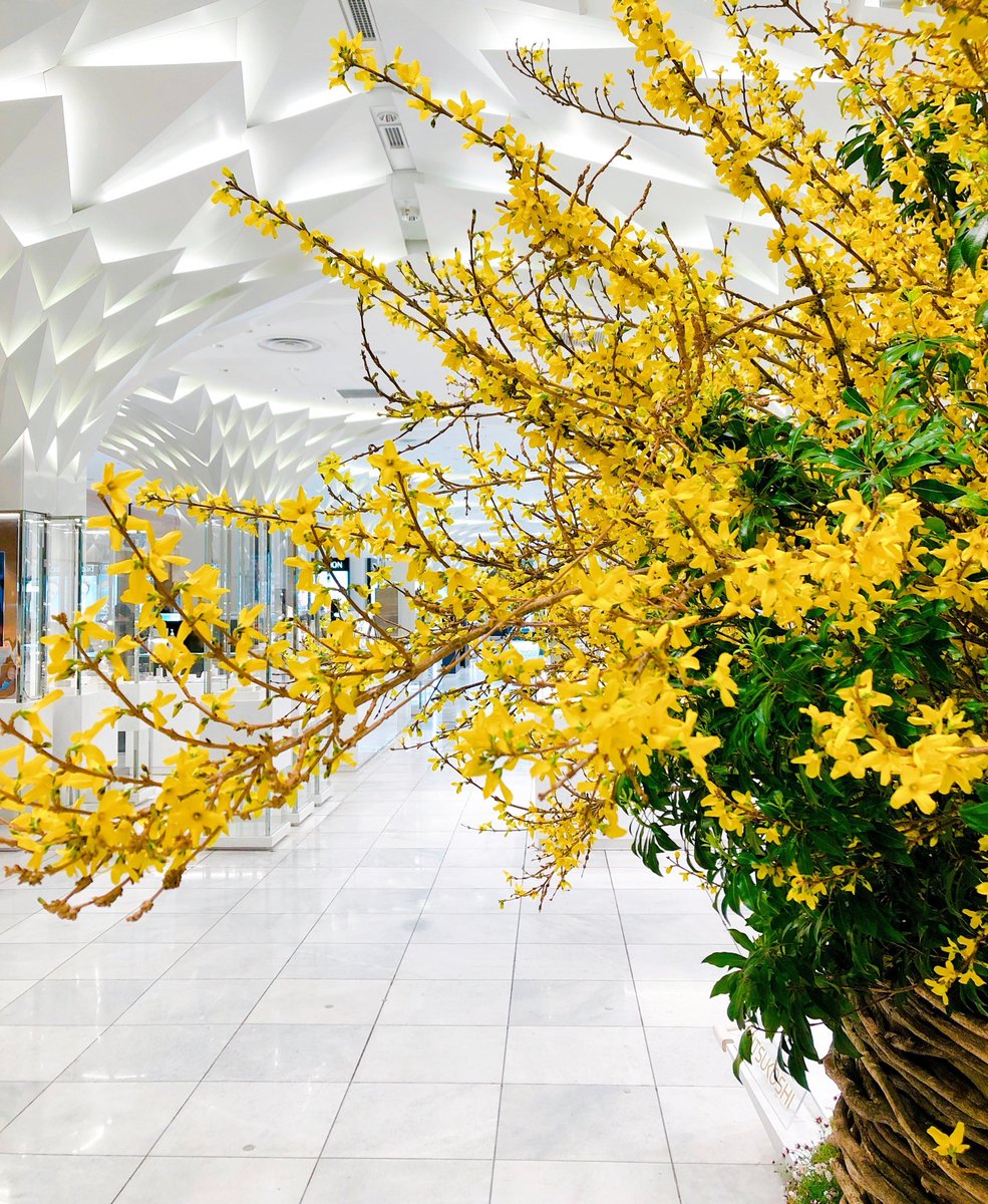 momasu007's tweet photo. 日本橋で見つけた春の色
その②

#レンギョウ #連翹 #forsythia #yellow #春の色 #colorofspring #flowers interiordesign #日本橋 #春 https://t.co/hlX3dsdGO0