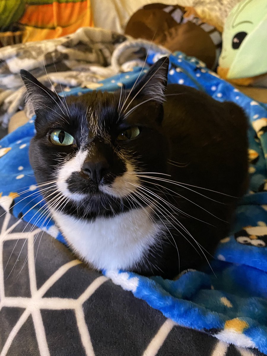 the_cozy_crew's tweet photo. Nothing better than relaxing on the couch with loaf cat ❤️ #loafmode #CatsOfTwitter #cozy https://t.co/9TDsSGfG8v