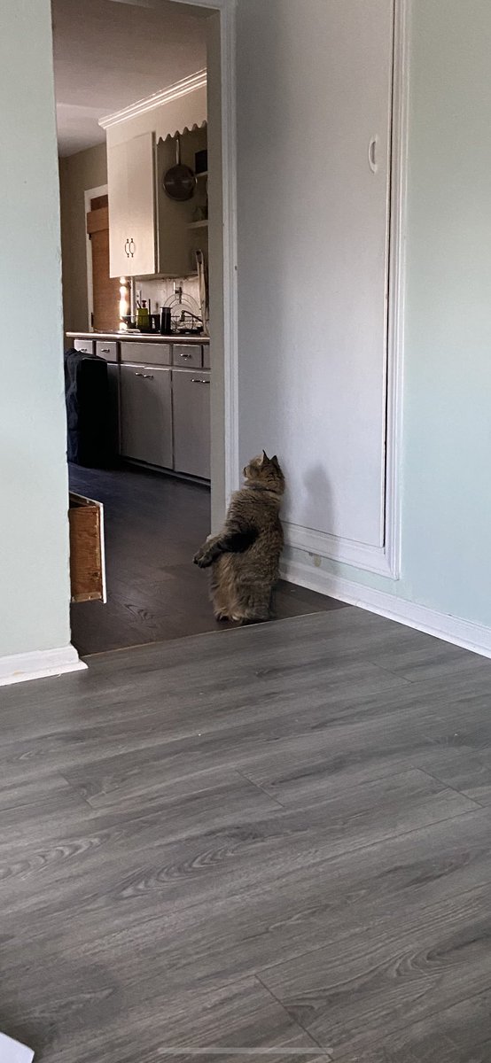 m_allen18's tweet photo. why do cats: https://t.co/rlZX9SwHhG