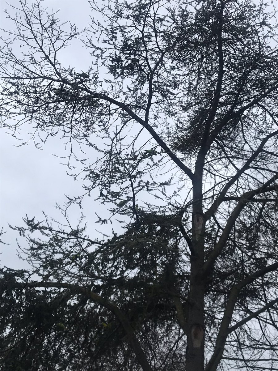 tiulpan's tweet photo. Guess what these parakeets are doing...they are stripping this tree of all its needles. Don’t think it will make it into 2022. I wonder if any agency is doing anything to control the population https://t.co/hIUqN2qeTV