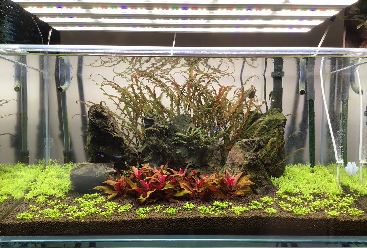 恵比寿店 チャーム公式 90cm水槽をリセットしました 水草の成長が楽しみです チャーム恵比寿店 Charm恵比寿店 水槽 恵比寿店 チャーム公式 90cm水槽をリセットしました 水草の成長が楽しみです チャーム恵比寿店 Charm恵比寿店 水槽