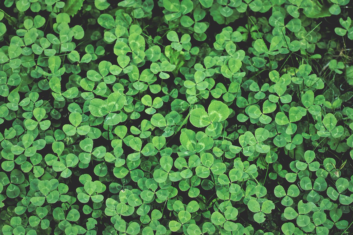 Jardiner_Autrem's tweet photo. ☘ Le site Jardiner Autrement fait peau neuve!
Venez (re)découvrir nos articles et nos nouvelles rubriques pour un #jardin plein de #biodiversité! 🐞🌿🦔
👉 https://t.co/fAalKBp6Y4 https://t.co/YcRUyNJKwV