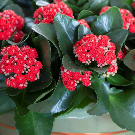 Vetplant mét bloemen en simpel te onderhouden. Dat wil je toch gewoon? 💚
#AlwaysKalanchoe #Kalanchoe #woestijnroos #AltijdKleurrijk #altijdMakkelijk #alwayscolourful #easycare #AltijdGezellig #vetplant #vetplantmetbloemen #potbloeier