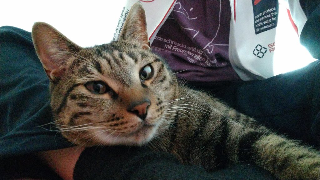 chomomo_mo's tweet photo. チョモさんが自撮りしてる風の写真
#猫 #ねこ #猫写真 https://t.co/KUAPwaNMWI