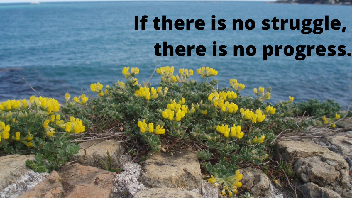 The flower that grows on concrete ...
You need to identify your #obstacles to #achieve your #goals. What next? Go for it !!! 
Make it happen. 

#wednesdaythought #weightloss #lifestyle #health