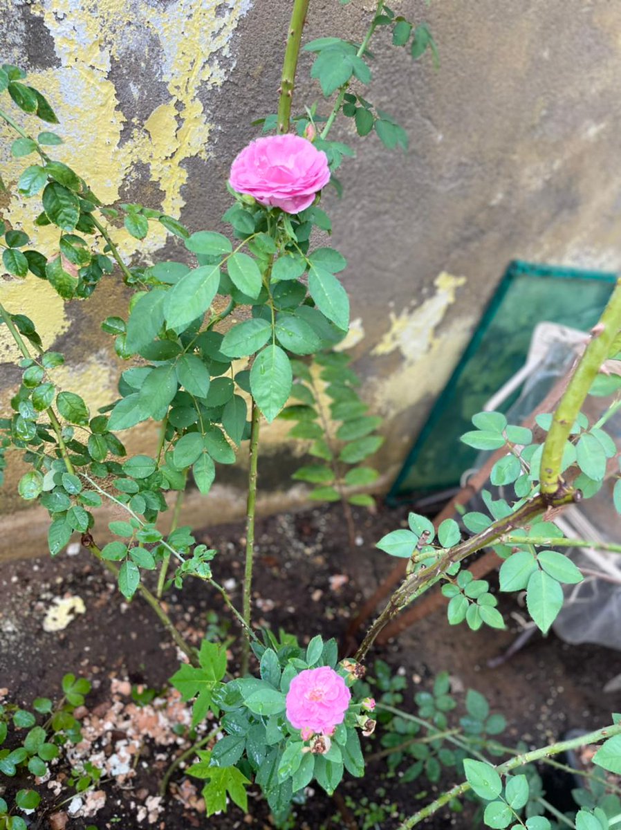 MbEmanuel's tweet photo. @whindersson Rosas pra Wind https://t.co/2L70TVLzfz