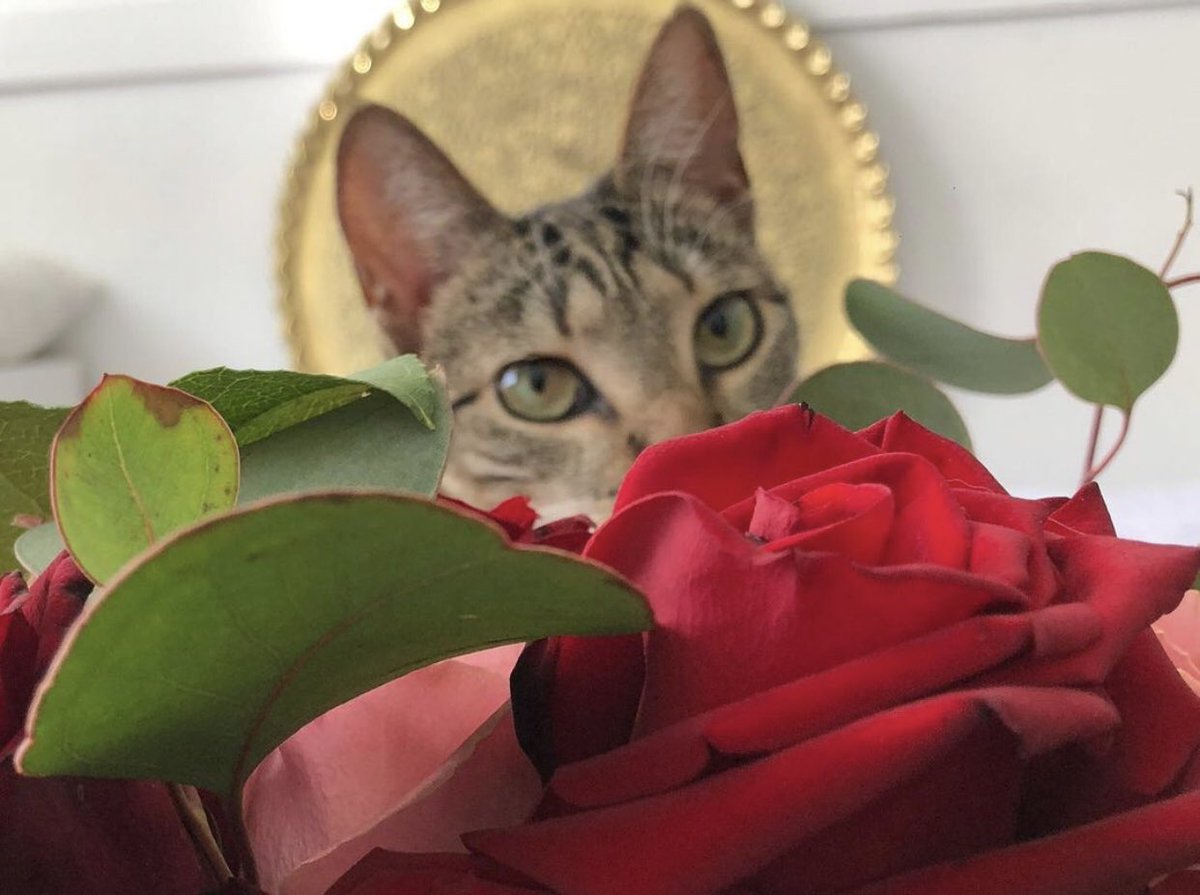 bellaolson_'s tweet image. Ava🥺