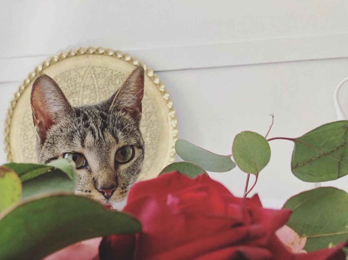 bellaolson_'s tweet image. Ava🥺