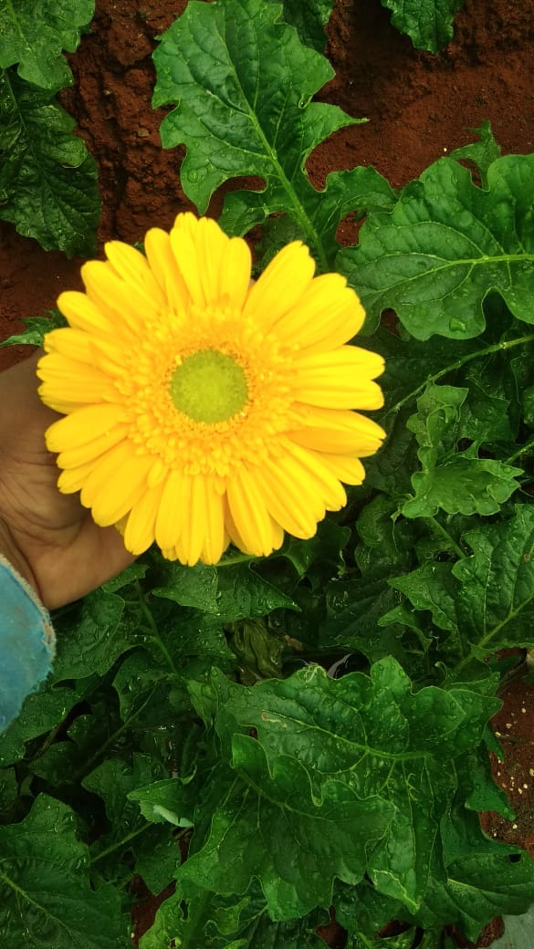 pradiphirade's tweet photo. For the first time 650 Kg of Gerbera flowers loaded in Kisan rail to Delhi from Kurduwadi station.
#kisanrail https://t.co/ABv2GD2oz4