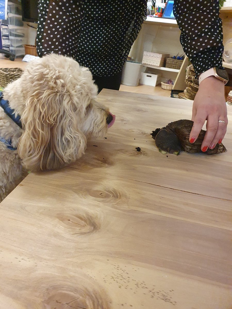 When <a href="/Teddy_HMCS/">Teddy</a> met Shelley 🐶🐌❤ @Windridge_HMCS <a href="/HMC_School/">High Meadow Community School</a> #SchoolDog #TeddyTheDog #ShelleyTheSnail #friendship