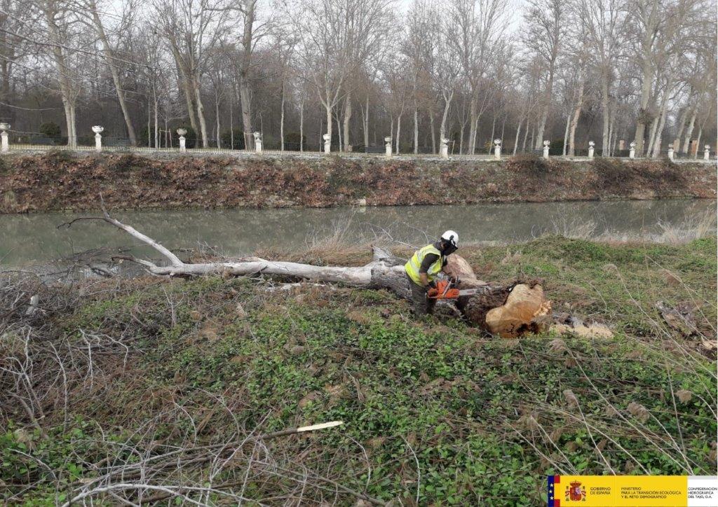 chtajo's tweet photo. 👷 La @chtajo ha comenzado los trabajos para la retirada, apeo y eliminación de la vegetación de ribera del río #Tajo en #Aranjuez afectada por el paso de la #borrascaFilomena

📲 https://t.co/qBFEjhssVq https://t.co/DzBfFbPYNl