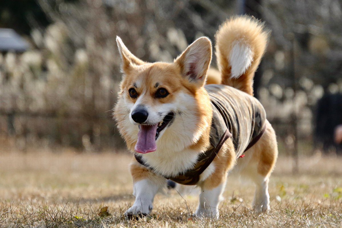 岳ママ 訪ね犬 千葉県船橋市のgoofyという犬舎出身の18 3 1生まれ 青森県イーグルスさんちのシータちゃん 大阪府ぺこさんちのサン君 を探しています ご近所にこんなお顔のしっぽコギちゃんいませんか ご存知の方教えて頂けると幸いです コーギー 岳ママ 訪ね犬 千葉県船橋市のgoofyという犬舎出身の18 3 1生まれ 青森県イーグルスさんちのシータちゃん 大阪府ぺこさんちのサン君 を探しています ご近所にこんなお顔のしっぽコギちゃんいませんか ご存知の方教えて頂けると幸いです コーギー