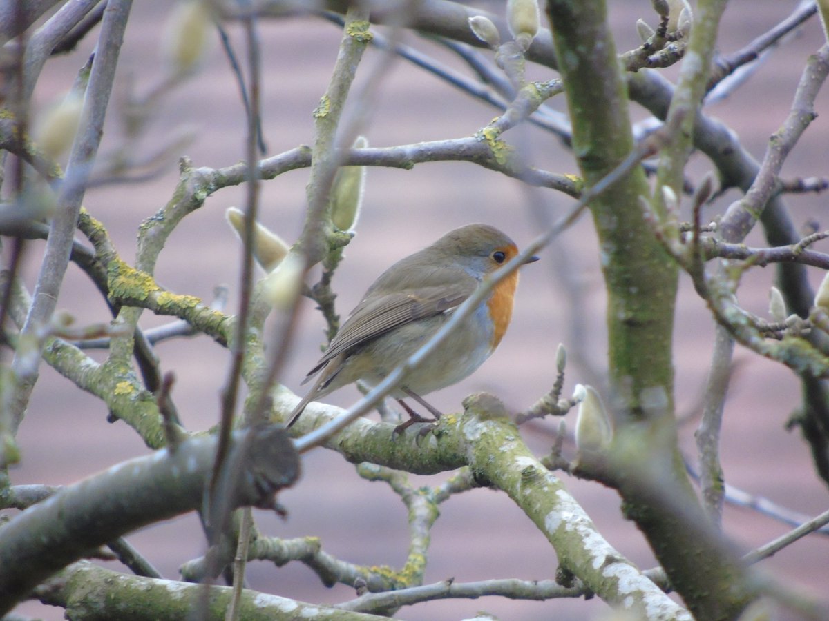MyGarden_Uk's tweet photo. Good Morning to all you lovely people.❤️
Mr Robin and I wish you all have a super day.
Take care and look after each other.
#TwitterNatureCommunity @Natures_Voice @Team4Nature @NatureUK @SIBirdClub #DDOR @des_farrand
#BeKind #BeGood #BeNice #BeYou
#CareandShare #TryToSmile https://t.co/R635NrU4wG