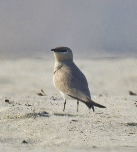 Pallavi00645896's tweet photo. Cutest little bird from this Sunday from Assi Ghat Varanasi (sandbacks).
.#SmallPratincole
#birding #sundays #BirdingSundays #BirdsSeenIn2021 #birdphotography #indianbirds #IndiAves #AviBase #solo #cute #NaturePhotography #wildlife #POTD https://t.co/6BlPFdRNJD