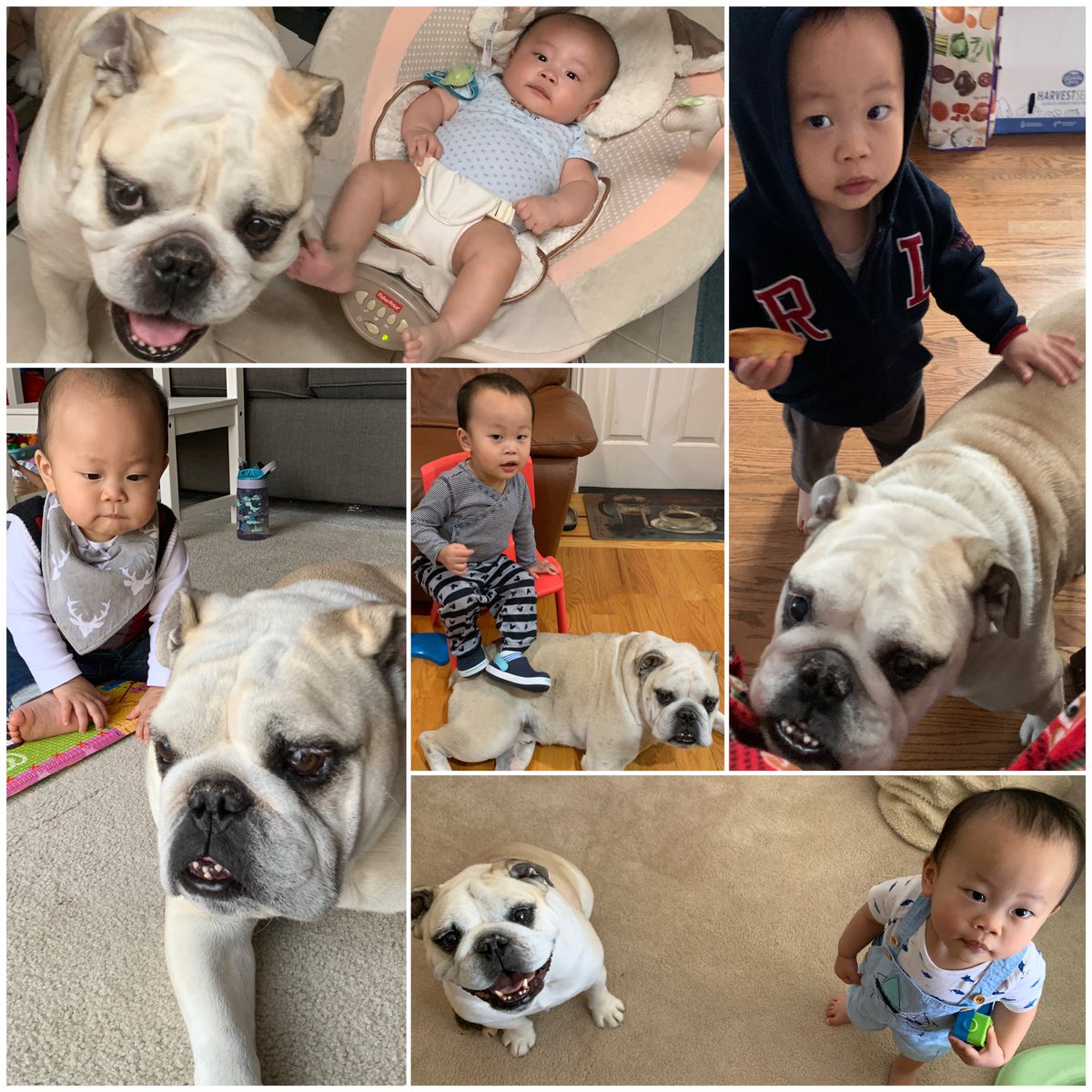 Bulldog_Kiba's tweet image. Happy 2nd birthday to my little brother, Jordan! Little bro is so sweet, always wanting to give me my toys and can definitely say my name: “Ba”! (We’re working on the “Ki” part🤣) (instagram.com/p/CMOgK8IFi90/)