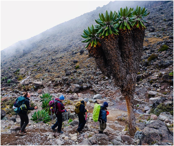 wilderheritage's tweet photo. During your trek you will be tree-ted to the amazing nature that can only be seen on Kilimanjaro.

#kilimanjaro #tanzaniaparks #adventure #shehikes #backpacking #hiking #hikingadventures #travel #nature #camping #explore #tanzania #trek #trekking #hike #mountains #optoutside https://t.co/w8w1A2nEMg