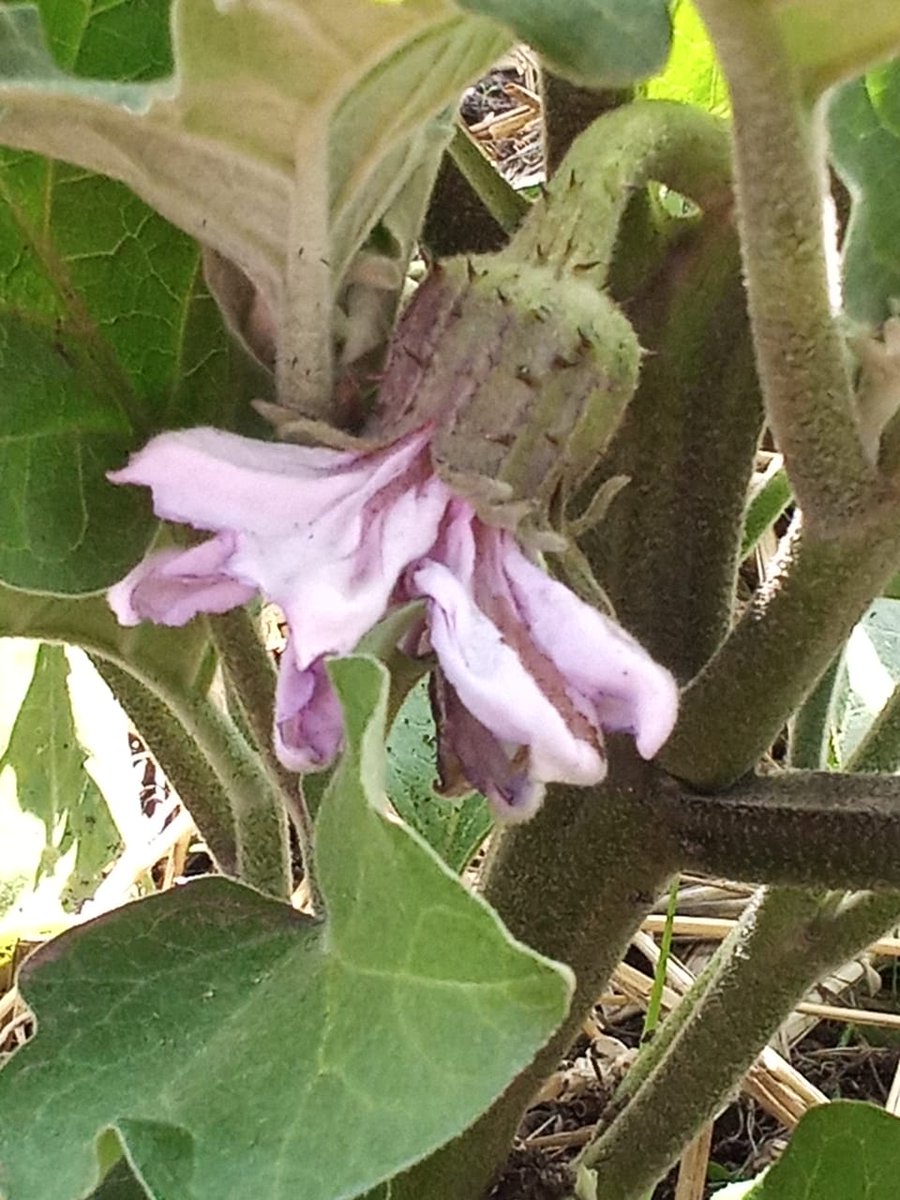 creationwines's tweet image. Have you ever seen an Aubergine 🍆 flower 🌸 before? Isn&apos;t it pretty? Some members of our team visited the @PebblesProject  #HemelenAarde yesterday, Theo was excitedly planning the Winter crops! #creationinnovation #PebblesProject #lovecreationwines #communitysupport #wineforgood