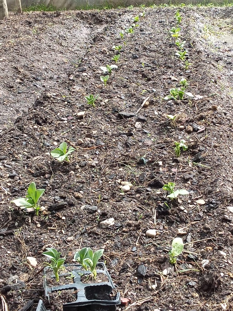 creationwines's tweet image. Have you ever seen an Aubergine 🍆 flower 🌸 before? Isn&apos;t it pretty? Some members of our team visited the @PebblesProject  #HemelenAarde yesterday, Theo was excitedly planning the Winter crops! #creationinnovation #PebblesProject #lovecreationwines #communitysupport #wineforgood