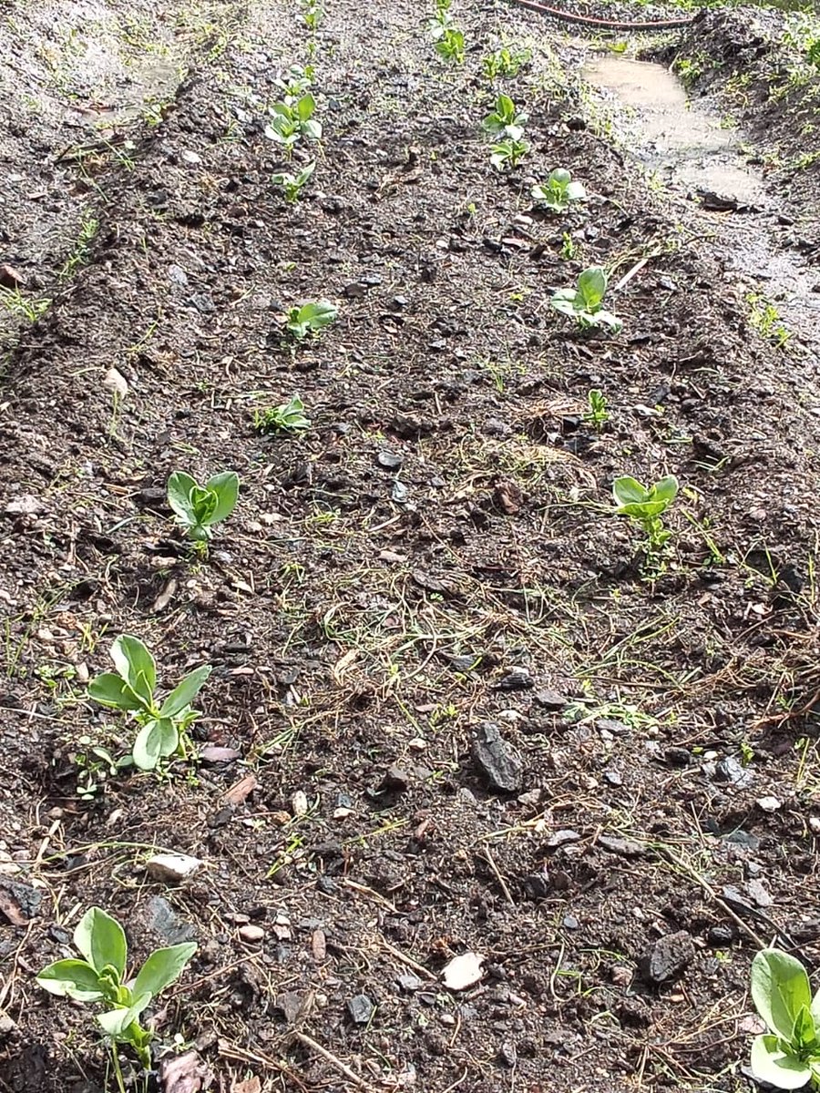 creationwines's tweet image. Have you ever seen an Aubergine 🍆 flower 🌸 before? Isn&apos;t it pretty? Some members of our team visited the @PebblesProject  #HemelenAarde yesterday, Theo was excitedly planning the Winter crops! #creationinnovation #PebblesProject #lovecreationwines #communitysupport #wineforgood