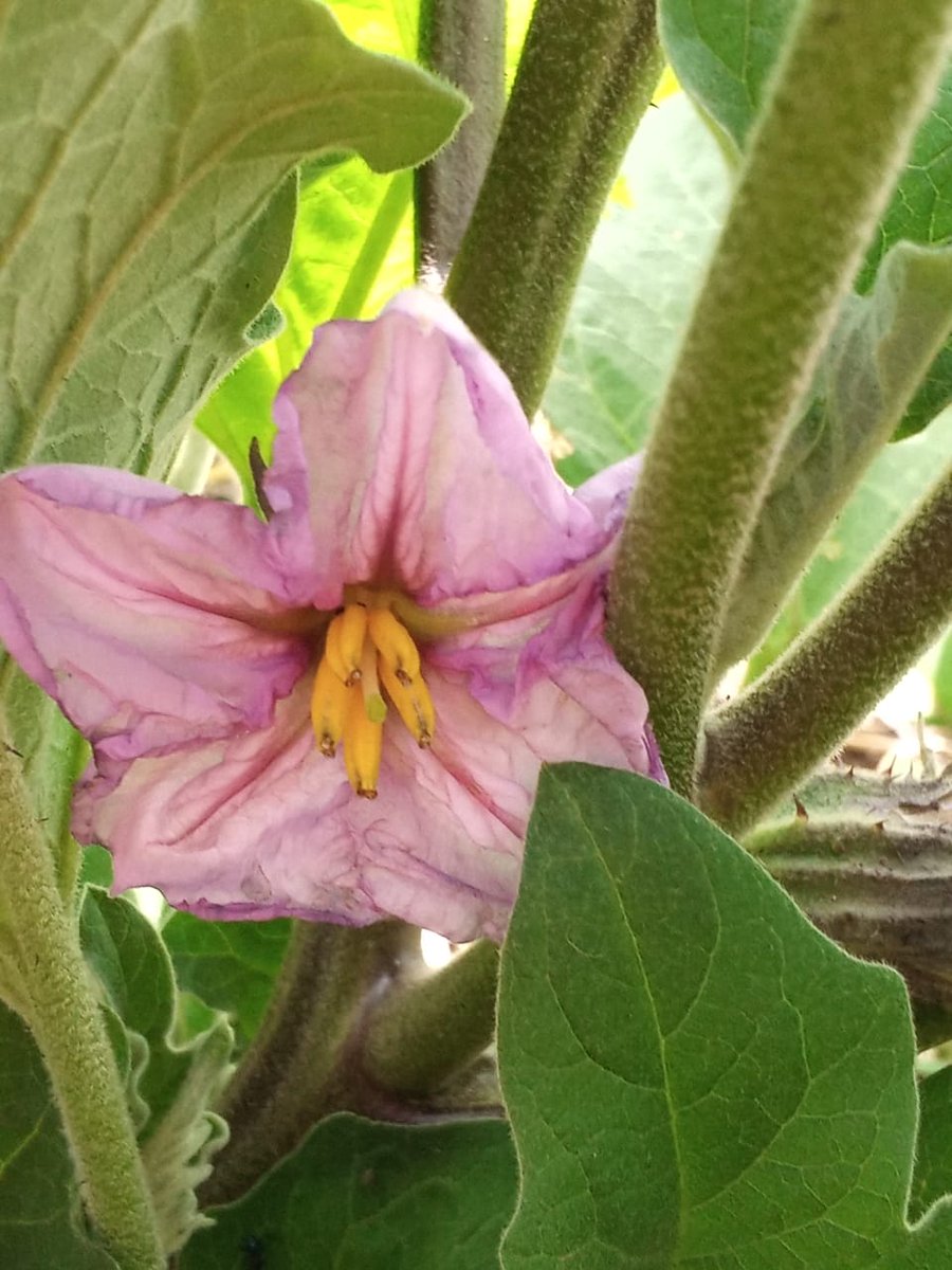 creationwines's tweet image. Have you ever seen an Aubergine 🍆 flower 🌸 before? Isn&apos;t it pretty? Some members of our team visited the @PebblesProject  #HemelenAarde yesterday, Theo was excitedly planning the Winter crops! #creationinnovation #PebblesProject #lovecreationwines #communitysupport #wineforgood