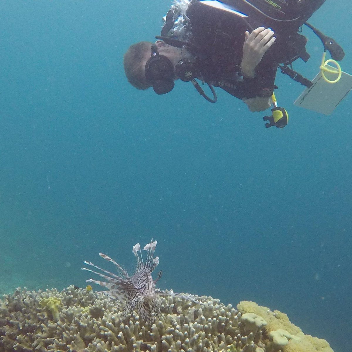 Coral Specialist Group (@coralspecgroup) on Twitter photo Meet our Colleague ๐๐พ Jack Johnson:
- โAfter working on coral reefs in the coral triangle, I realized how important coral reefs were to human wellbeing and so wanted to join the red listing effort to conserve these critical architectural species.โ ๐ฅ Jack Johnson, UK.โ <a href="/jvjohnsm/">Jack Johnson</a> Meet our Colleague ๐๐พ Jack Johnson:
- โAfter working on coral reefs in the coral triangle, I realized how important coral reefs were to human wellbeing and so wanted to join the red listing effort to conserve these critical architectural species.โ ๐ฅ Jack Johnson, UK.โ <a href="/jvjohnsm/">Jack Johnson</a>