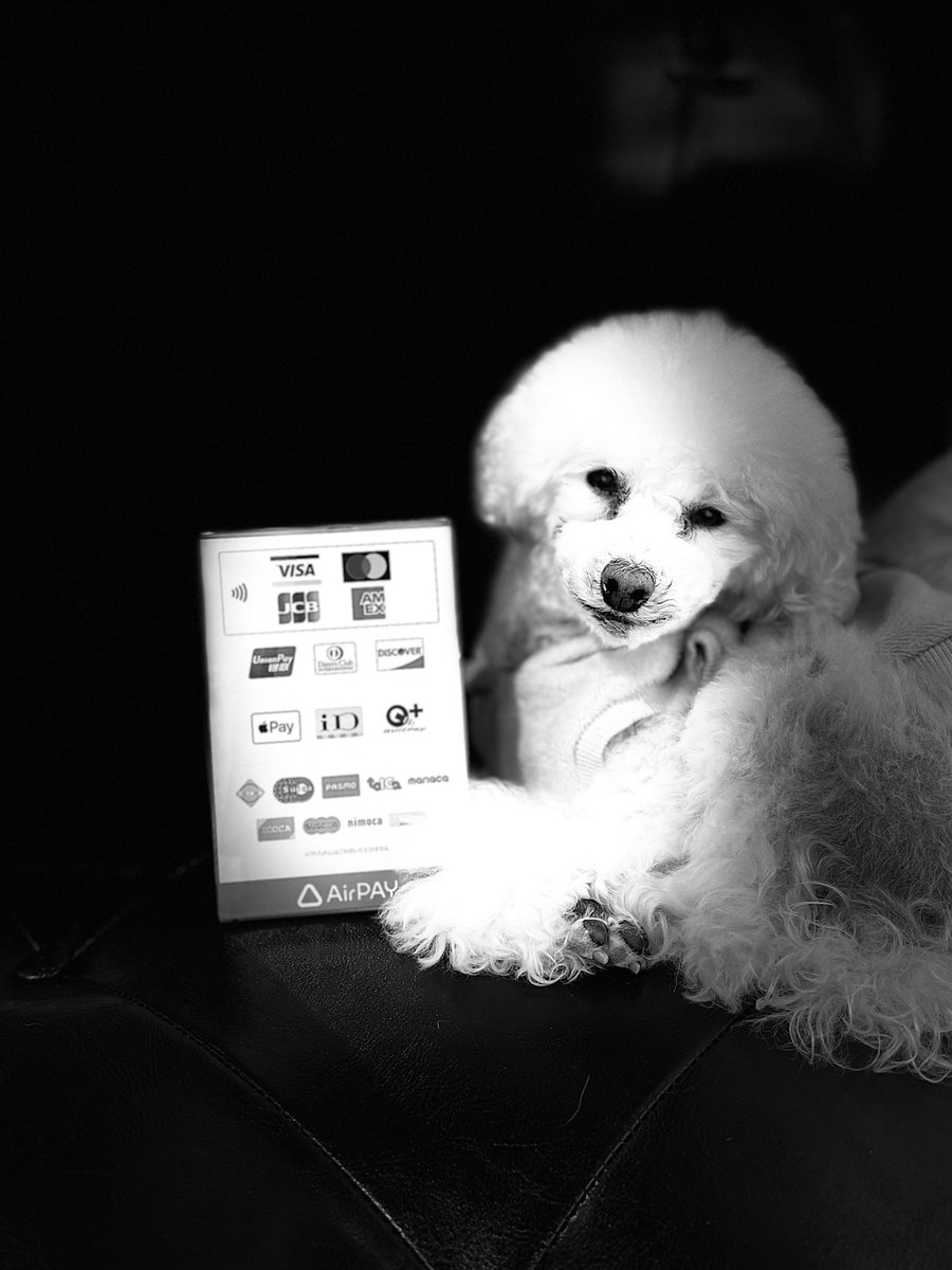 Poochies小さなペットサロン 下目黒 今日からエアペイが使えます 今日のモデルはシューちゃんです 涙やけと薄毛ちゃんを加工で誤魔化してみました Poochies Poochies トイプードル 看板犬 トリミング シャンプー 薄毛だけどハゲではない 大鳥商栄