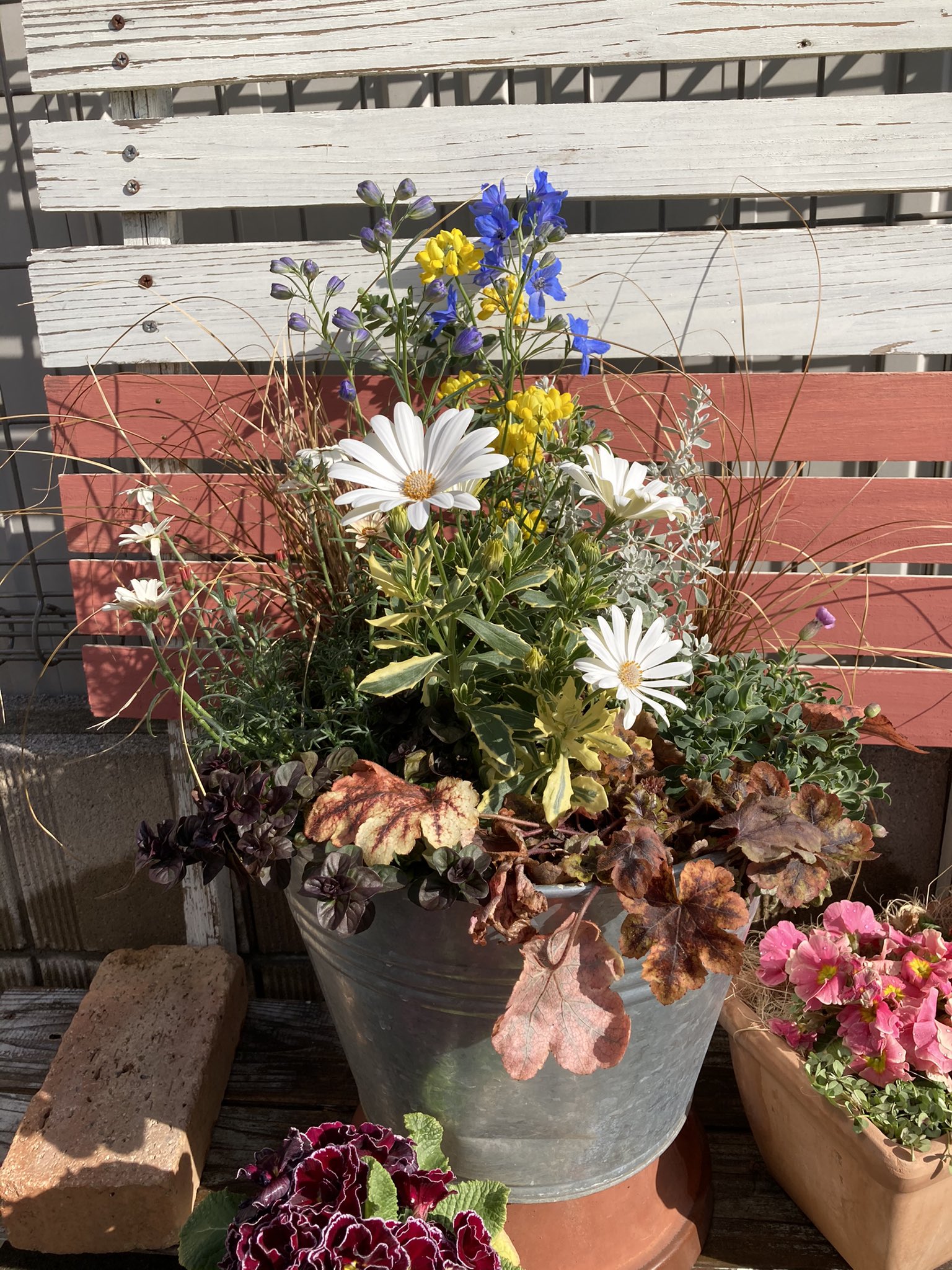 ろぷしー 寄せ植えを作りました デルフィニウムの青色が爽やかです 寄せ植え デルフェニウムチアブルー コロニラバレンティナ オステオスペルマムザイールバリエガータ ローダンセマムムーン オーデコロンミント ヒューケラ カレックス