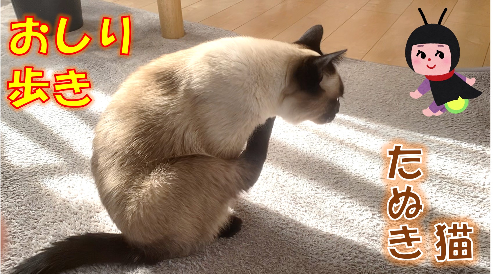 ふくふくさん 動画はじめました 唐突におしり歩きをはじめるふくさん みなさんの猫さんはおしり歩きしますか T Co Jaifpy8wd3 T Co Edusp73ekk Twitter