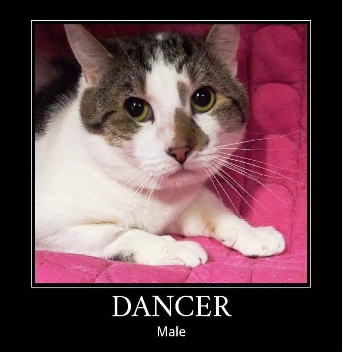 Allerton Cat Rescue tweet media