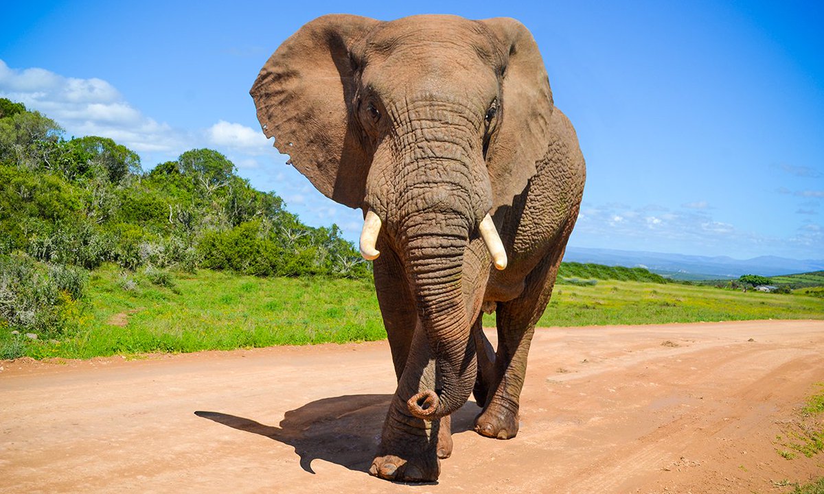 Meet Addo's Magnificent Seven...right here in the #EasternCape is the ONLY Big Seven National Park on the planet. Because... well, we're awesome like that 😜 #AmazingAddo #Addo #BigSeven #NationalPark #RoadTripEasternCape
addotourism.co.za/seeing-the-big…