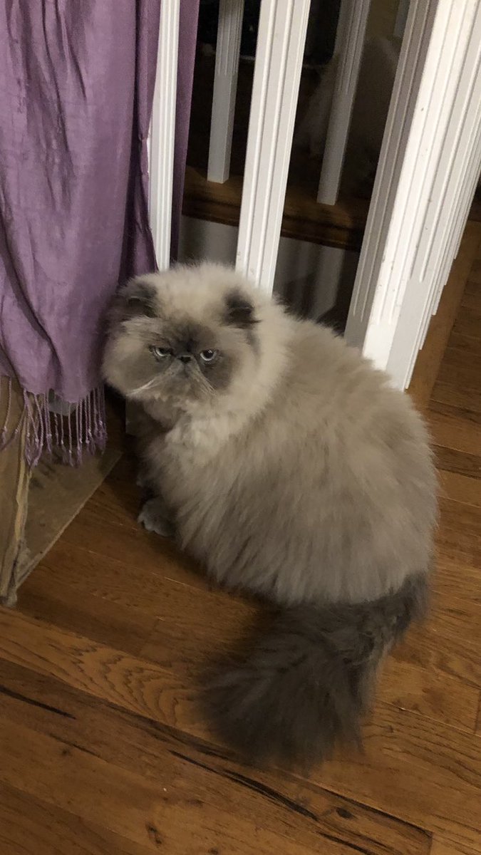 tinykarin's tweet photo. Mom got me a flapping toy fish & all I wanna do is go hide in my tunnel. It’s all too much...
#mistercreamsauce #CatsOfTwitter #scaryfish https://t.co/w8fajQUrpp