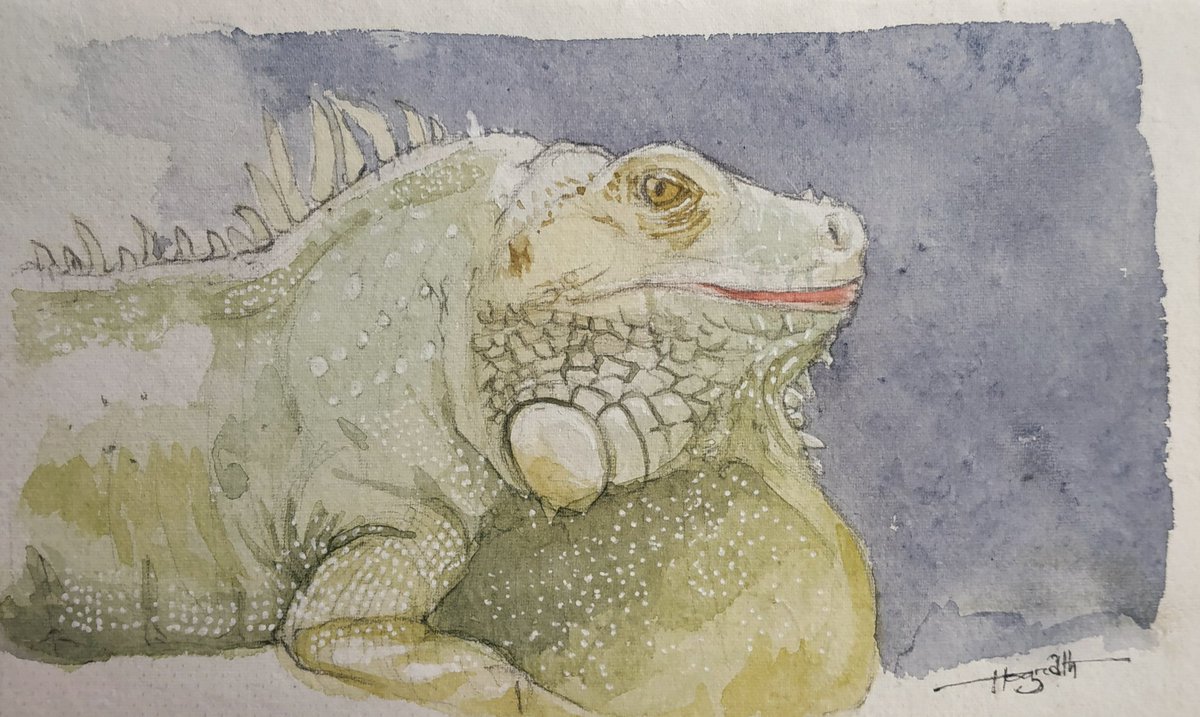 hograthmorrison's tweet photo. Iguana
#art #artist #artwork #artlife #wildlifeart #wildlifeartist #wildlife #watercolor #watercolorart #watercolorartist #sketch #drawing #sketchbook #drawingbook #iguanart #lizardart #reptileart #respectnature #animallover #reptilelover #iguan #greeniguanaart #watercolorsketch https://t.co/9wcm0AjYkm
